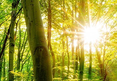 murando Acrylglasbild Wald 120x40 cm 1 Teile Wandbild auf Acryl Glas Bilder Kunstdruck Moderne Wandd
