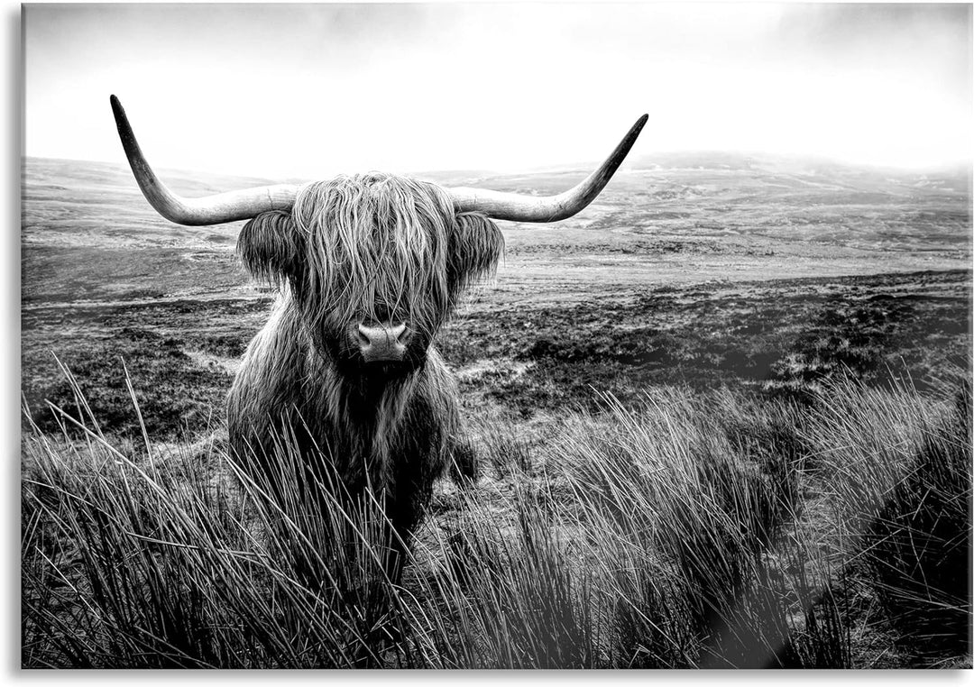 Pixxprint Glasbild | Wandbild aus Echtglas | Highland Rind mit grossen Hörnern Steppe, Monochrome |