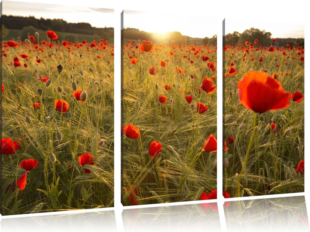 Pixxprint Mohnfeld bei Sonnenuntergang als Leinwandbild/Grösse: 3 Teilig (120x80) cm/Wandbild/Kunstd