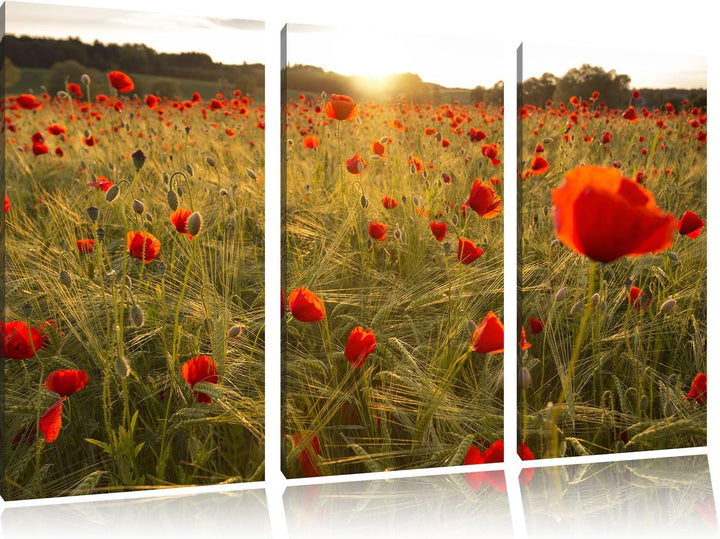 Pixxprint Mohnfeld bei Sonnenuntergang als Leinwandbild/Grösse: 3 Teilig (120x80) cm/Wandbild/Kunstd