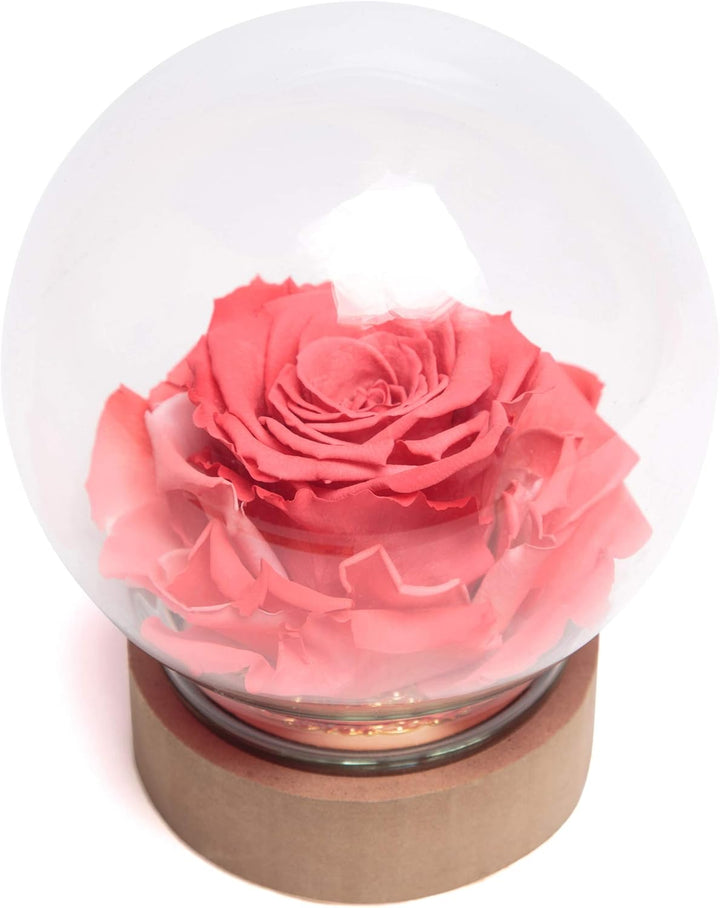ROSEMARIE SCHULZ Heidelberg Infinity Rose im Glas die Schöne und das Biest echte lanlebige Rose mit