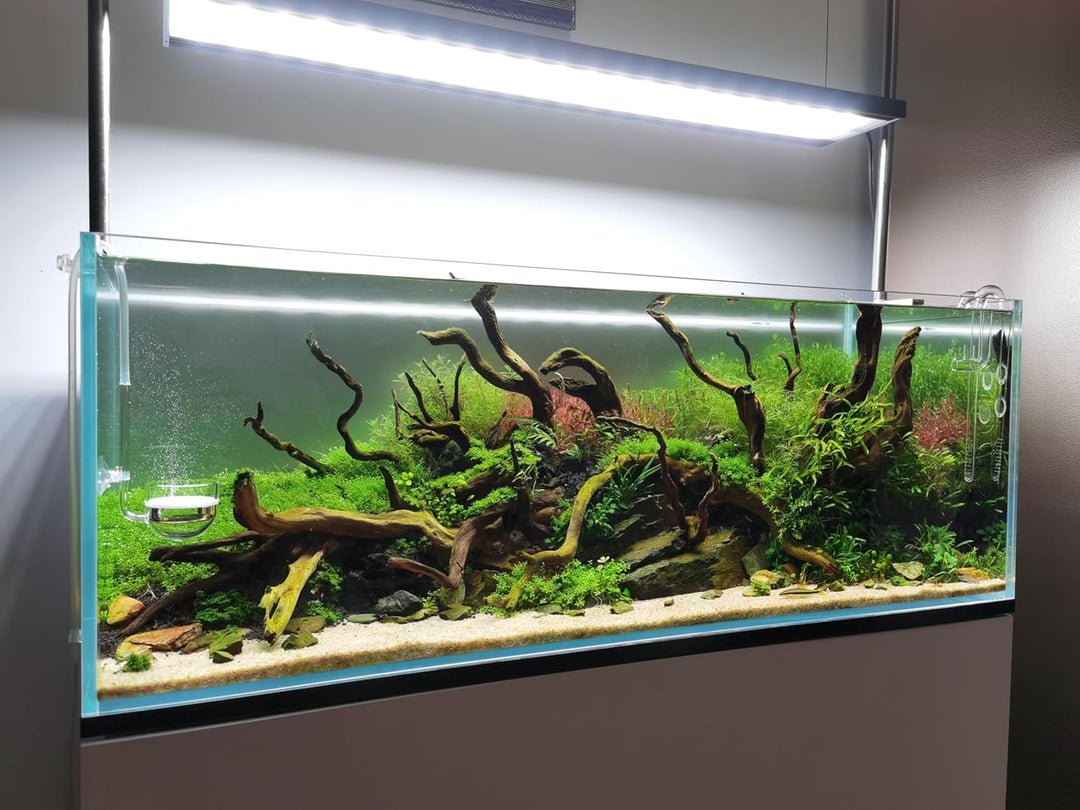 JARDLI Musik Glas CO2 Diffusor für Aquarium Pflanze (Φ40mm), Φ40mm