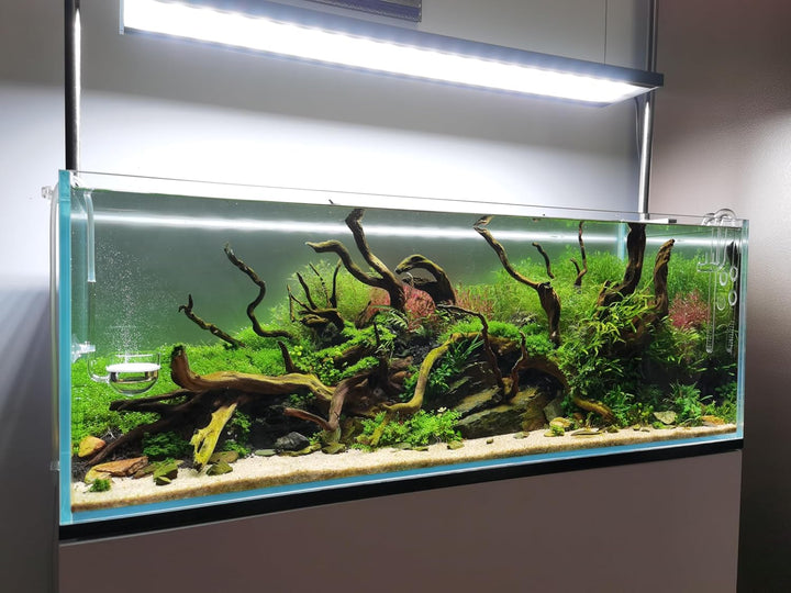 JARDLI Musik Glas CO2 Diffusor für Aquarium Pflanze (Φ40mm), Φ40mm