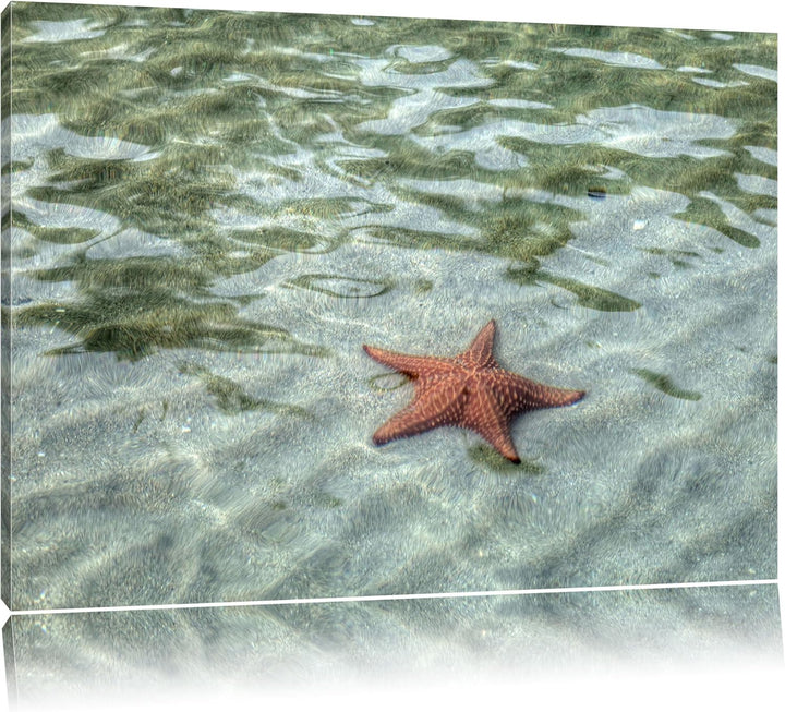 Seestern im klaren Wasser Leinwand, XXL riesige Bilder fertig gerahmt mit Keilrahmen, Kunstdruck auf