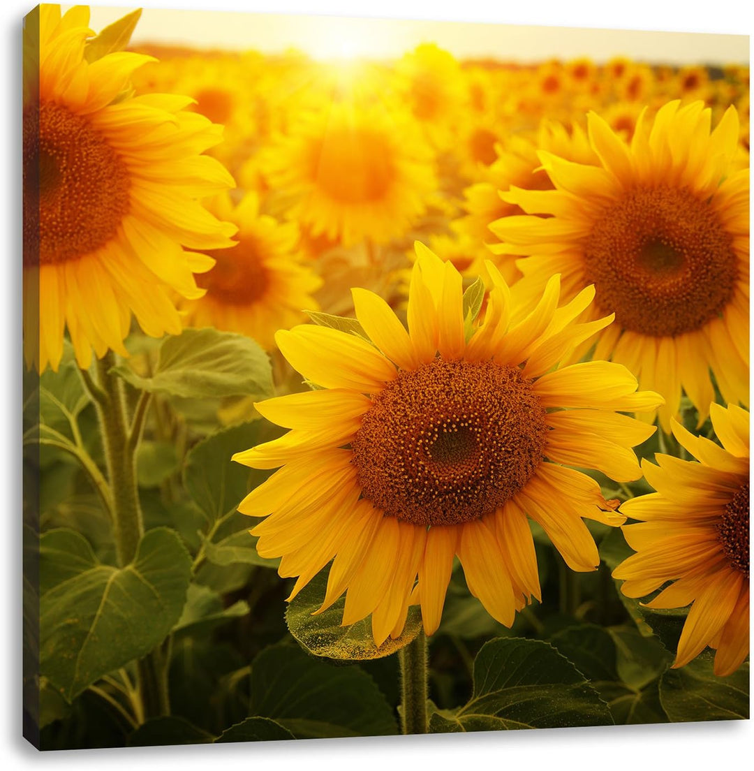 Sonnenblumen auf dem Feld, Format: 70x70 auf Leinwand, XXL riesige Bilder fertig gerahmt mit Keilrah