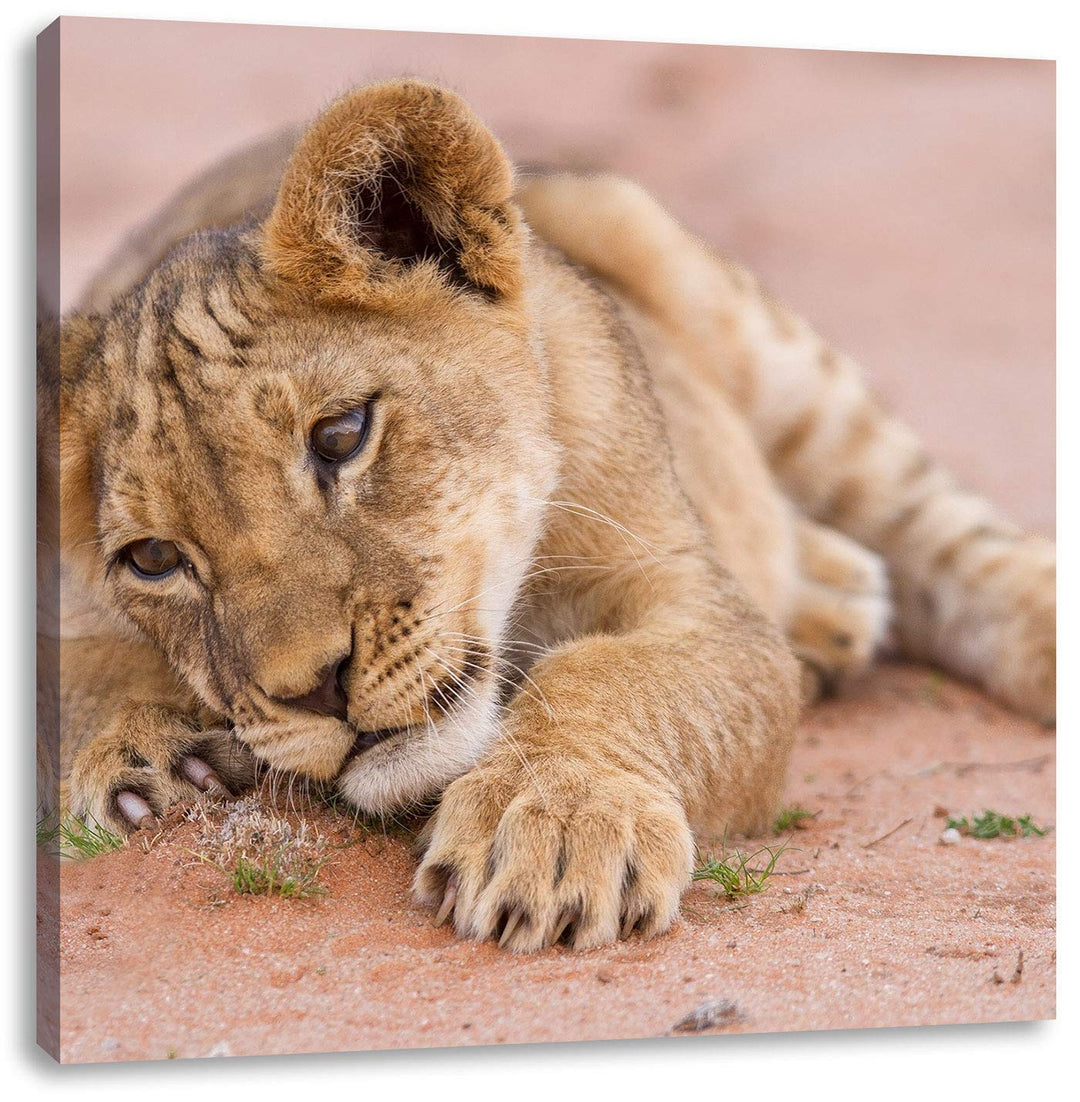 Löwenbaby spielt, Format: 70x70 auf Leinwand, XXL riesige Bilder fertig gerahmt mit Keilrahmen, Kuns