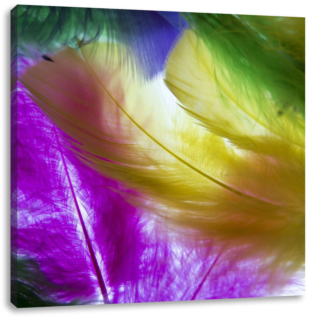Pixxprint Bunte Federn, Format: 70x70 auf Leinwand, XXL riesige Bilder fertig gerahmt mit Keilrahmen