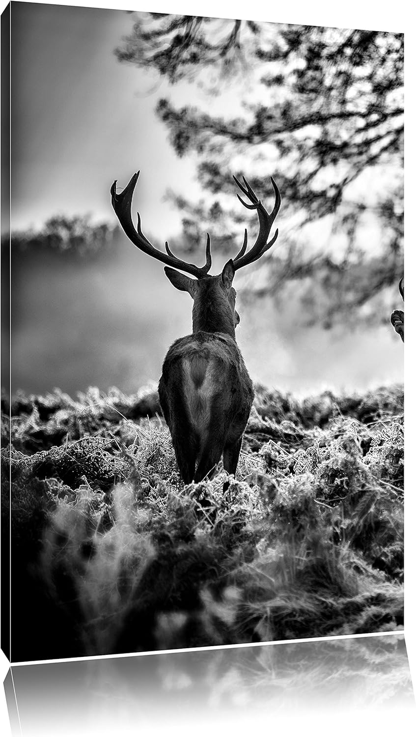 Pixxprint Hirsch Rivalen kämpfen als Leinwandbild/Grösse: 100x70 / Wandbild/Kunstdruck/fertig bespan