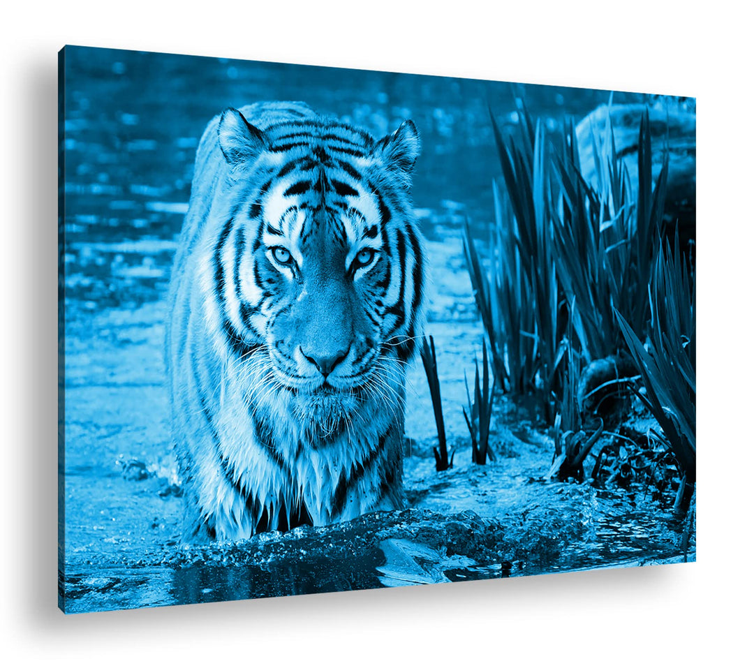 deyoli anmutiger Tiger im Wasser Format 80x60 Effekt: Monocrome Blau als Leinwandbild, Motiv fertig