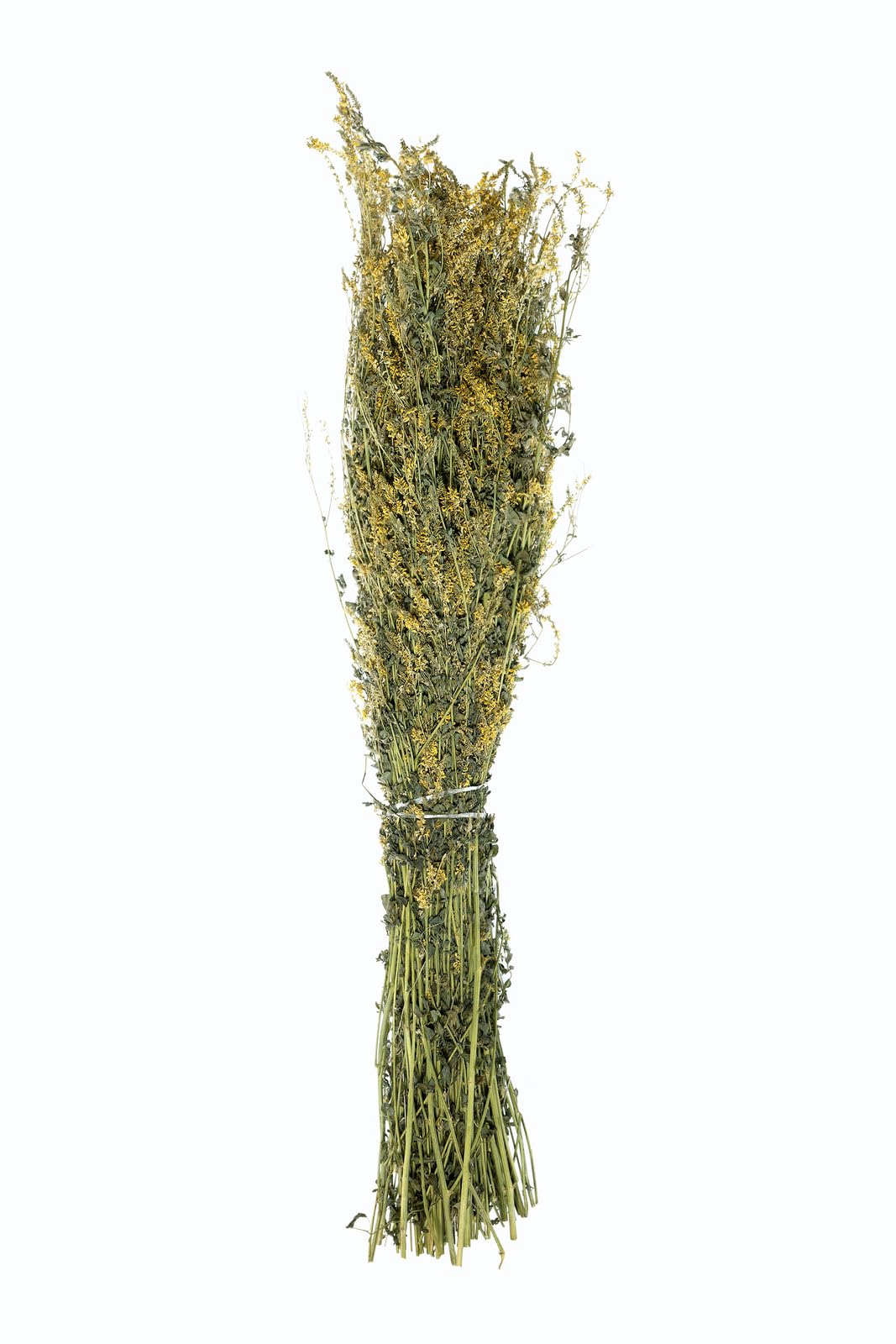 Steinklee im Bündel | Sweet clover |Melilotus| Донник (5), 5