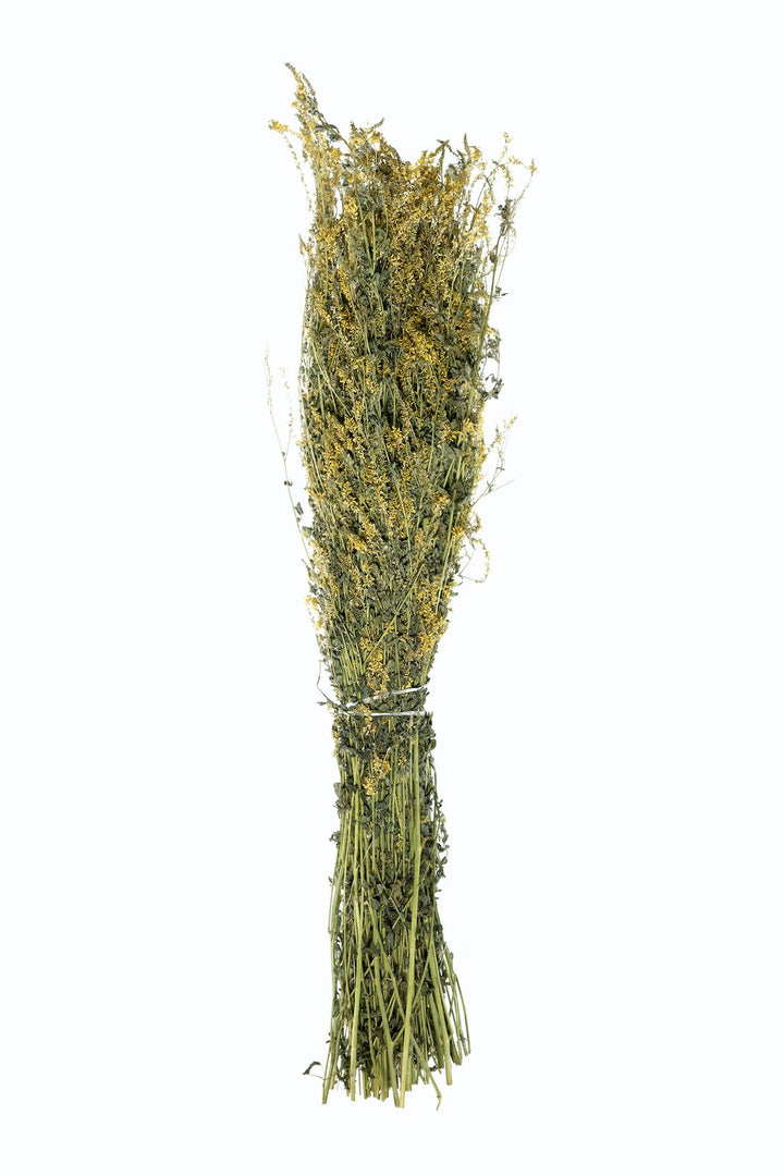 Steinklee im Bündel | Sweet clover |Melilotus| Донник (5), 5