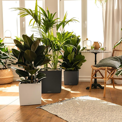 LECHUZA CUBE Premium 40 anthrazit metallic 16363 39x39x40 cm Anthrazit Metallic, 39x39x40 cm Anthraz