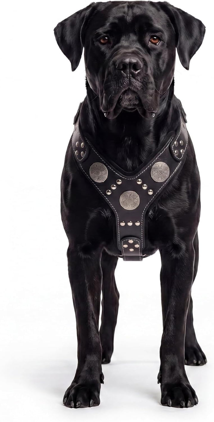 Bestia |Maximus| Leder Brustgeschirr für grosse Hunde. Bis 145 cm Brustumfang. 100% Leder. Handgefer