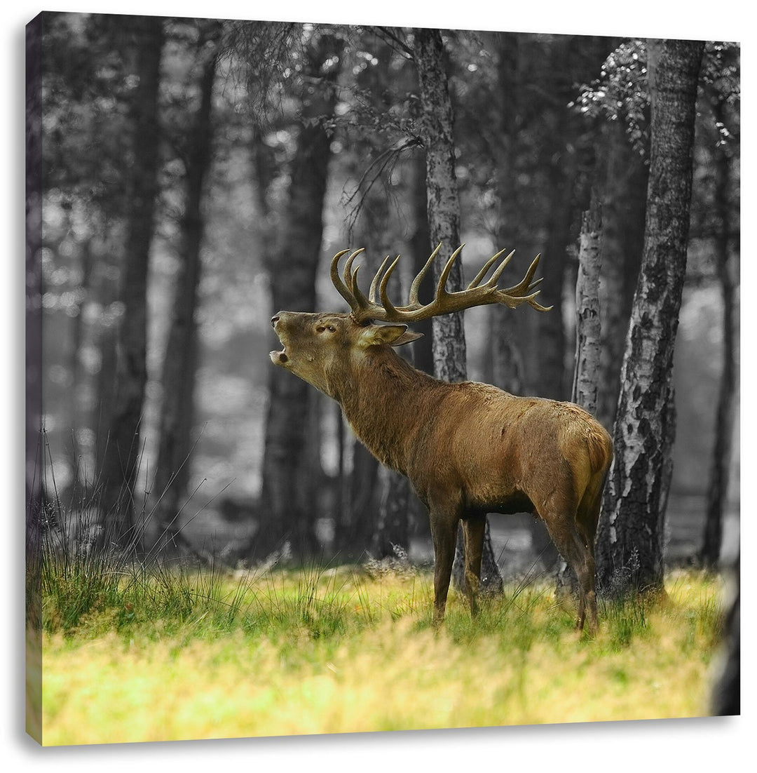 Pixxprint röhrender Hirsch im Wald schwarz/weiss, Format: 70x70 auf Leinwand, 70x70