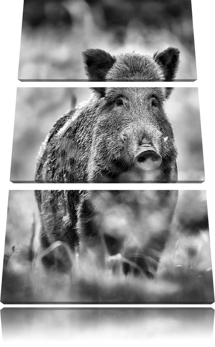 Pixxprint Wildschwein auf Wiese als Leinwandbild | Grösse: 3 Teilig (120x80) | Wandbild| Kunstdruck