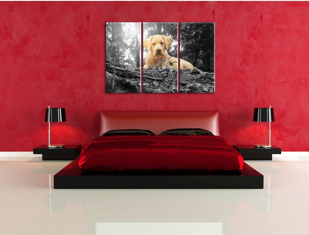 Pixxprint Hund im Wald bei Sonneuntergang / 3-Teilig/Gesamtmass 120cm Leinwandbild bespannt auf Holz