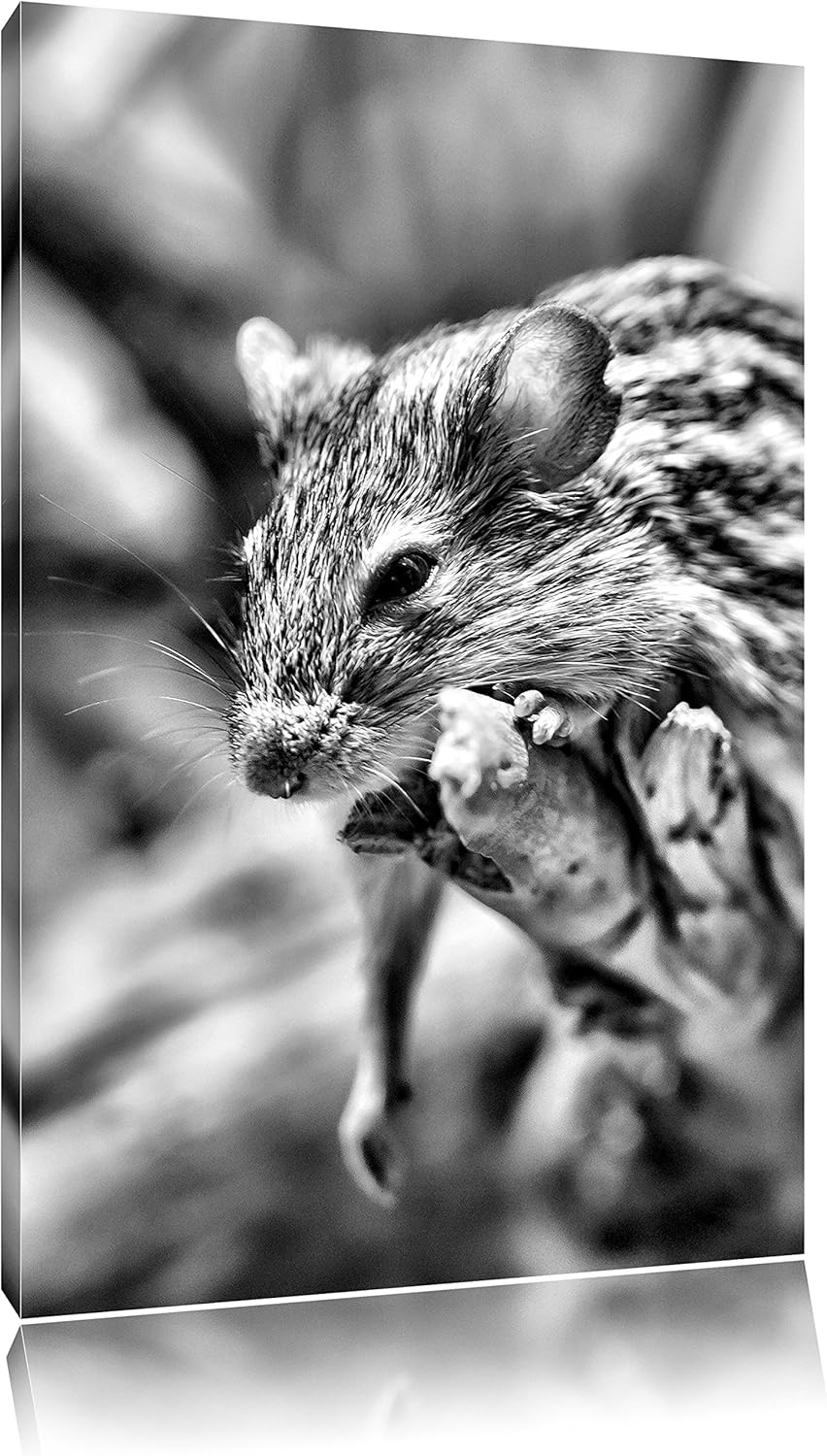 Pixxprint Monocrome, ruhende Feldmaus, Format: 100x70 auf Leinwand, 100x70