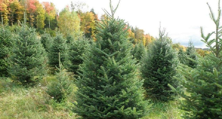 Echter Weihnachtsbaum - Nordmanntanne - frisch geschlagen Christbaum Tannenbaum (Tanne, 80-100 cm)