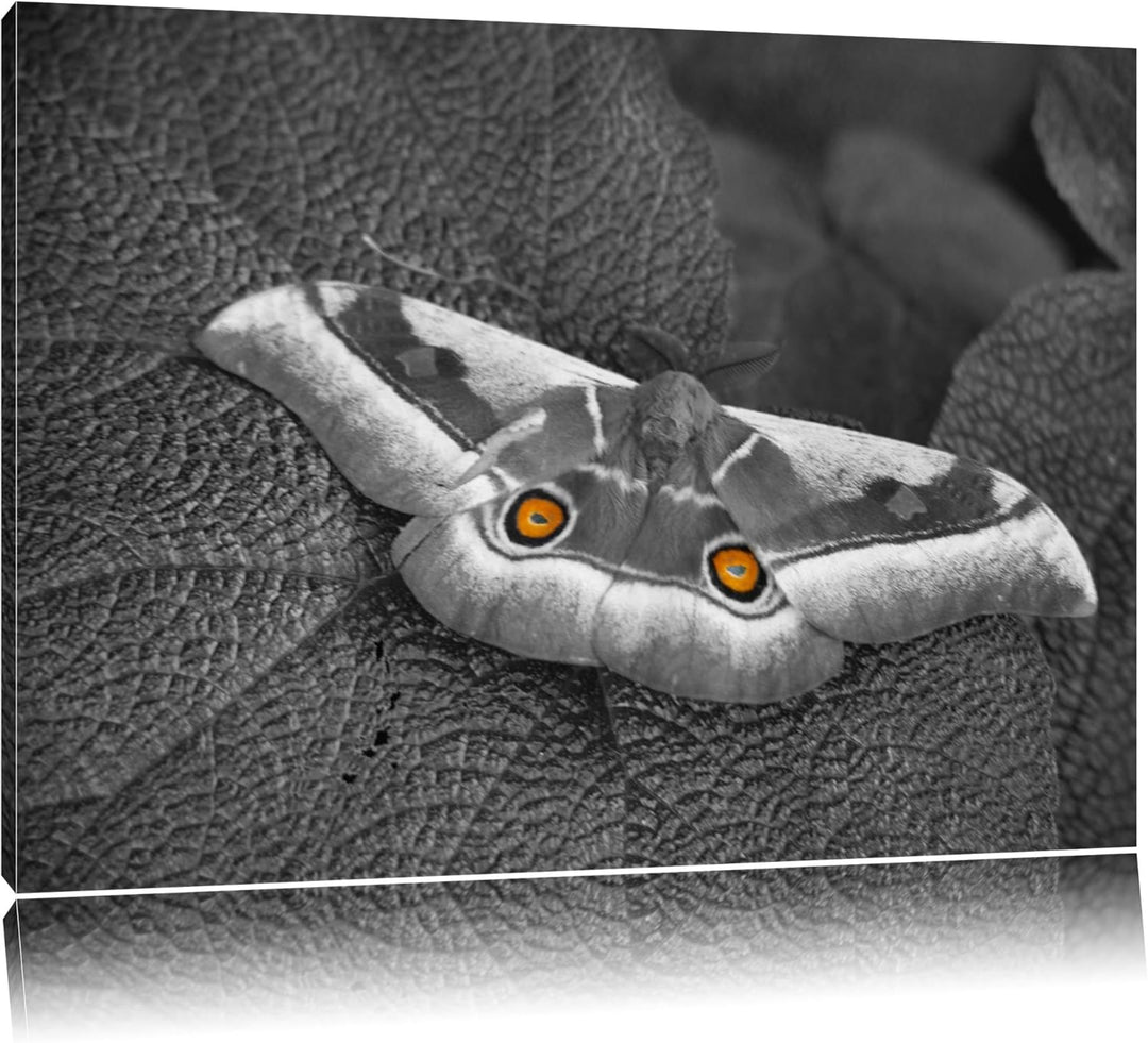 aussergewöhnlicher Schmetterling auf Blatt schwarz/weiss auf Leinwand, XXL riesige Bilder fertig ger