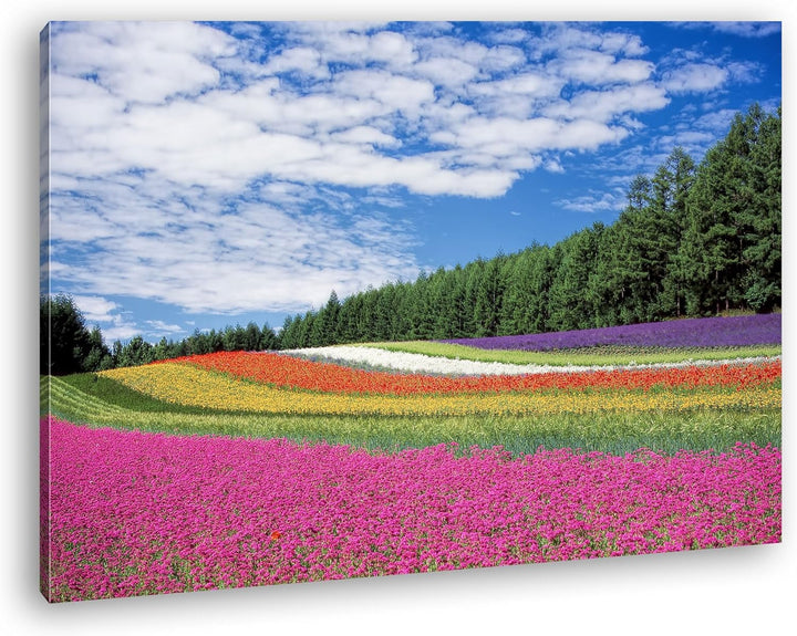 deyoli buntes Blumenfeld Format: 80x60 als Leinwandbild, Motiv fertig gerahmt auf Echtholzrahmen, Ho
