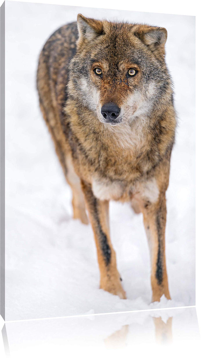 Pixxprint Wolf in Schneelandschaft auf Leinwand, XXL riesige Bilder fertig gerahmt mit Keilrahmen, K