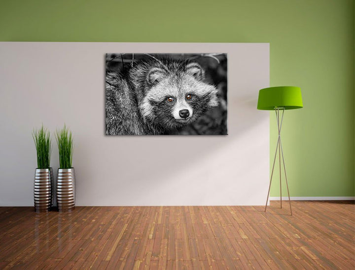 Pixxprint scheuer Waschbär schwarz/weiss auf Leinwand, XXL riesige Bilder fertig gerahmt mit Keilrah