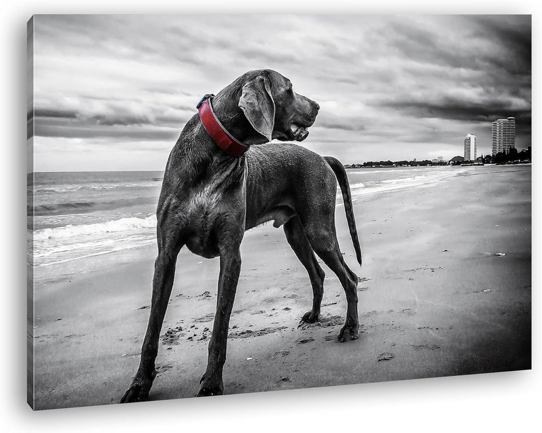 deyoli grosser Hund am Strand Format: 80x60 als Leinwandbild, Motiv fertig gerahmt auf Echtholzrahme