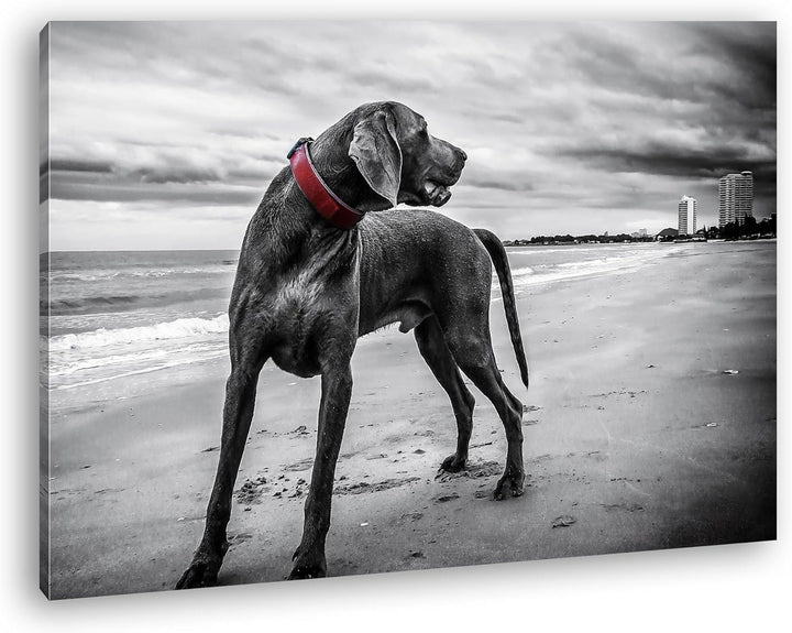 deyoli grosser Hund am Strand Format: 80x60 als Leinwandbild, Motiv fertig gerahmt auf Echtholzrahme