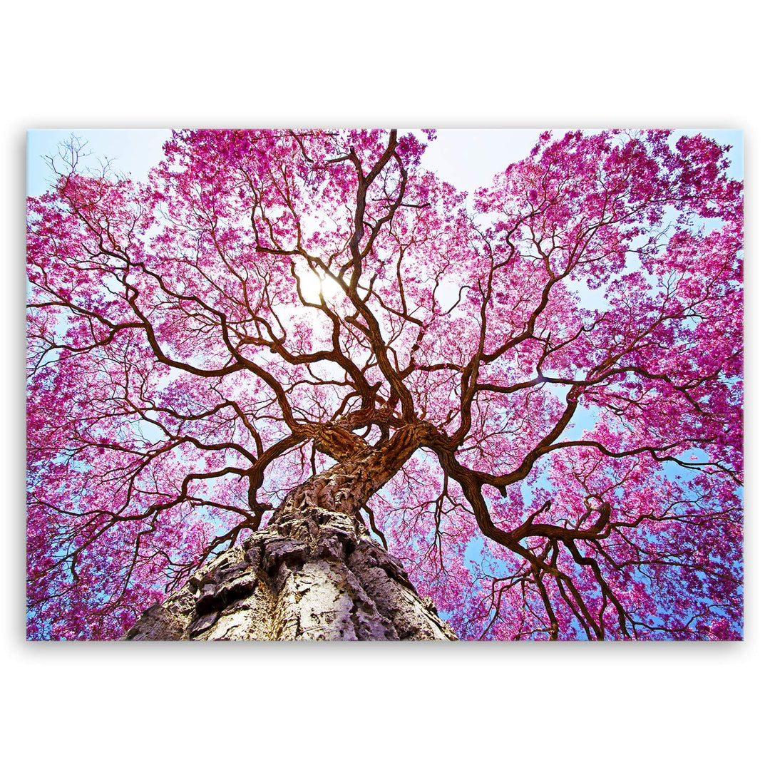 ge Bildet Bild auf Leinwand | Landschaftsbilder Rosa Lapacho Baum in Pocone - Brasilien B in 100x70