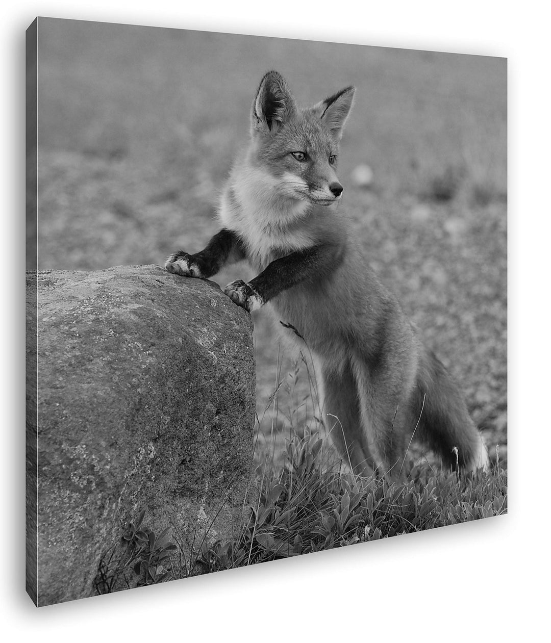 deyoli Verspielter süsser Fuchs Format: 70x70 Effekt: Schwarz&Weiss als Leinwandbild, Motiv auf Echt