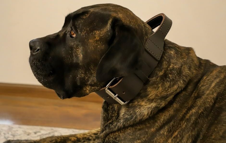 Dingo Braun Halsband aus Weichem Leder mit Griff Speziell für Schäfer Rasse Hund 13107 5,0 x 75 cm (
