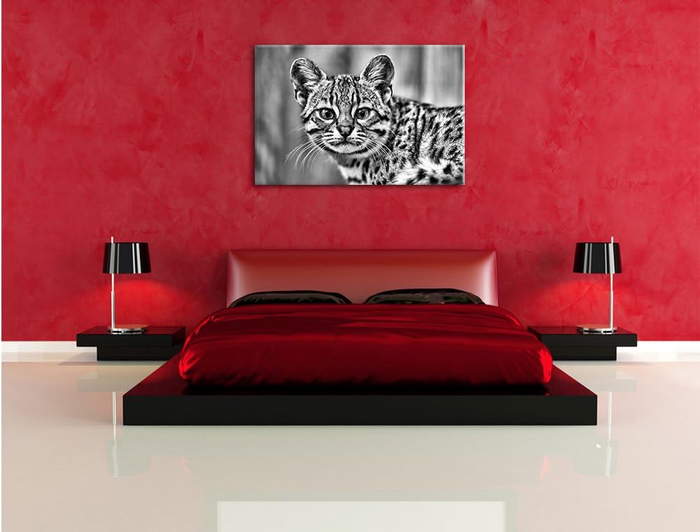 Pixxprint kleine Bengalkatze als Leinwandbild/Grösse: 100x70 / Wandbild/Kunstdruck/fertig bespannt,