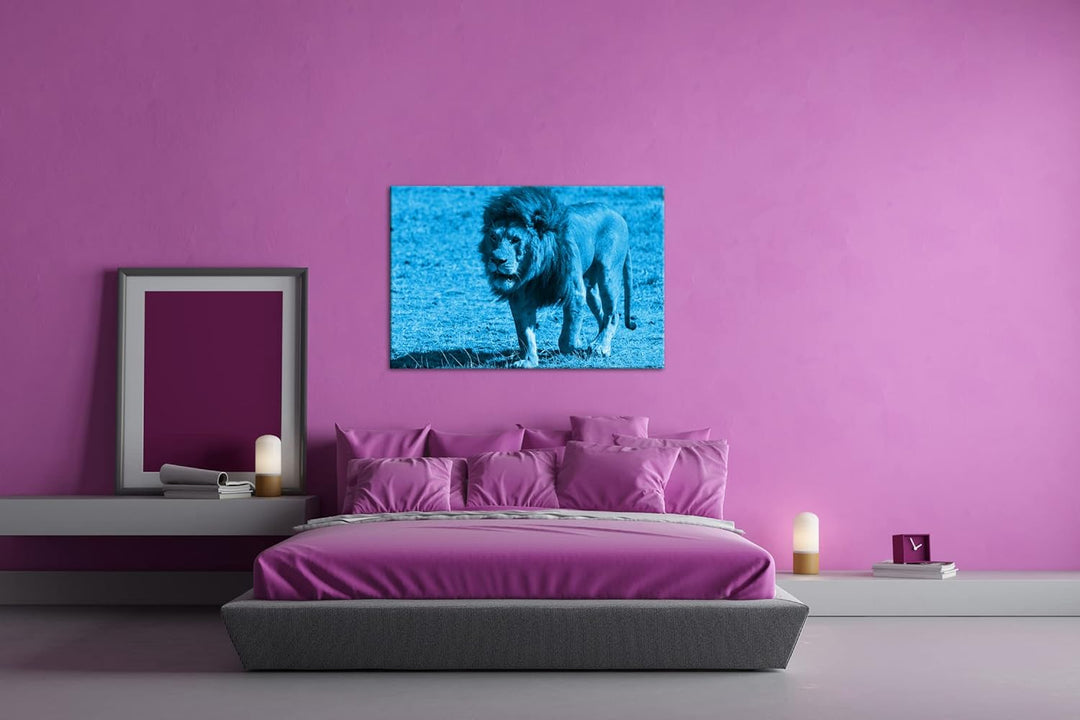 deyoli einsam umherstreifender Löwe Format 80x60 Effekt: Monocrome Blau als Leinwandbild, Motiv fert