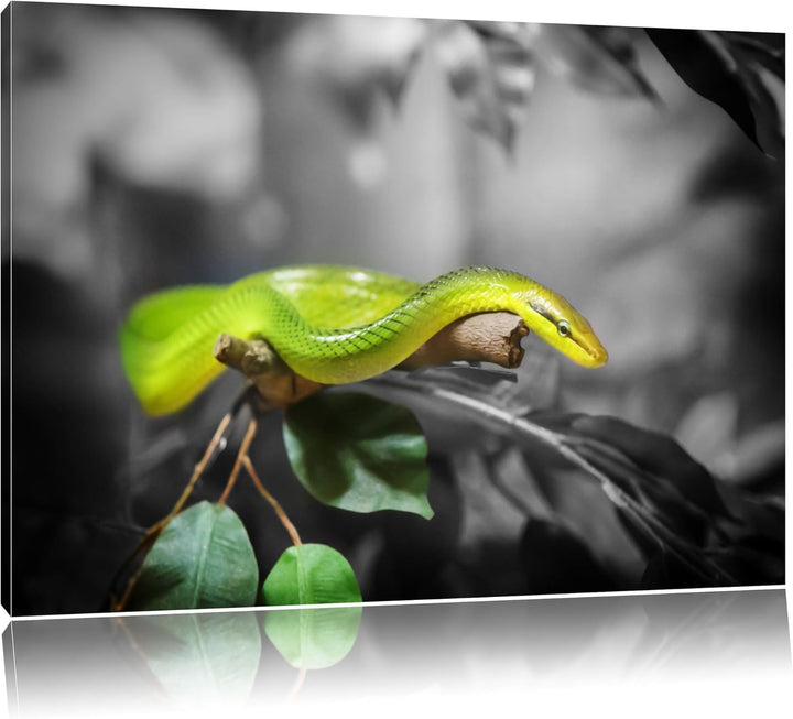 Pixxprint Raue grüne Schlange als Leinwandbild/Grösse: 100x70 / Wandbild/Kunstdruck/fertig bespannt,