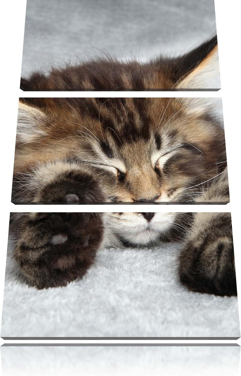 Pixxprint Süsse Baby Katze als Leinwandbild/Grösse: 3 Teilig (120x80) cm/Wandbild/Kunstdruck/fertig