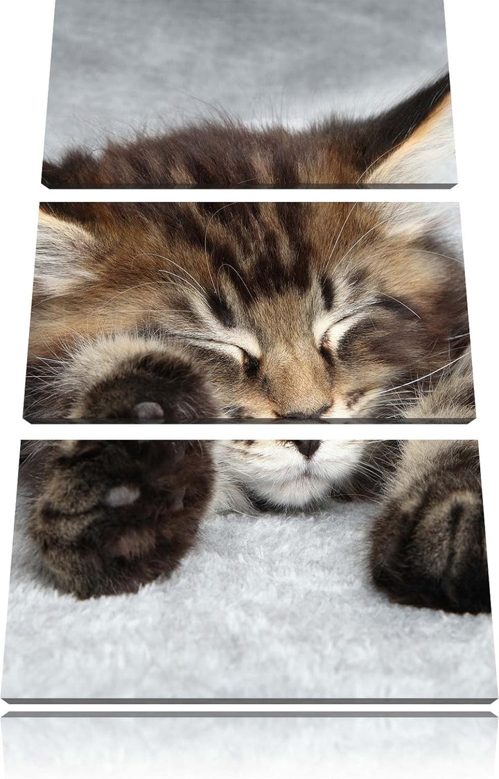 Pixxprint Süsse Baby Katze als Leinwandbild/Grösse: 3 Teilig (120x80) cm/Wandbild/Kunstdruck/fertig