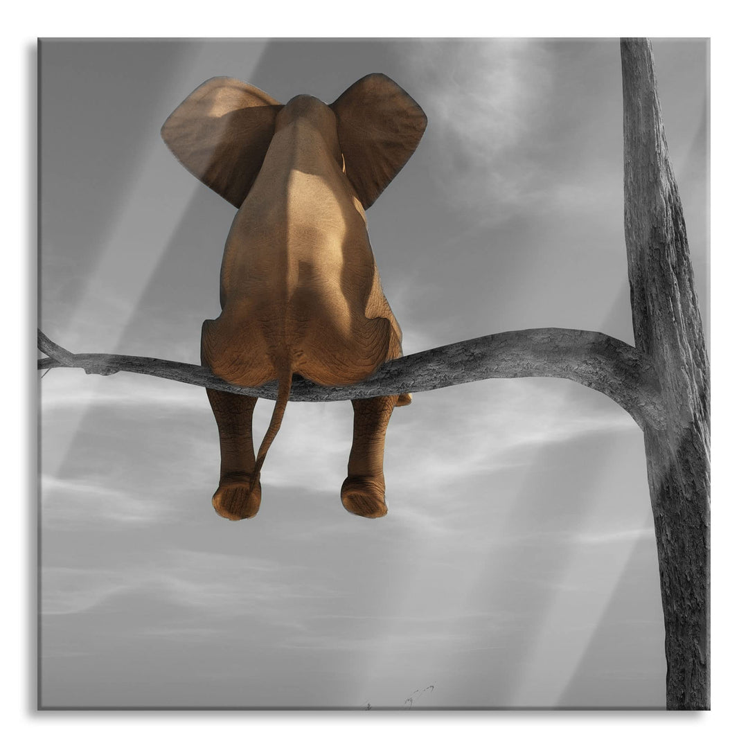 Pixxprint Glasbild | Wandbild auf Echtglas | Elefant auf einem Ast in der Wüste | 60x60 cm | inkl. A