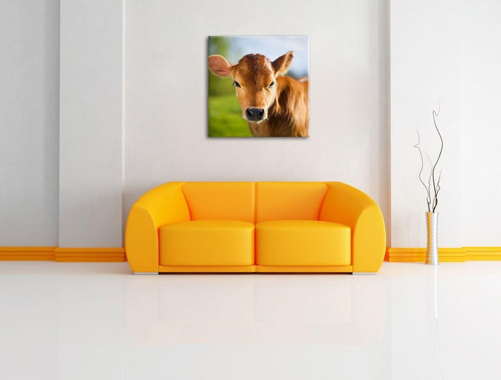 Junge Kuh Kälbchen, Format: 70x70 auf Leinwand, XXL riesige Bilder fertig gerahmt mit Keilrahmen, Ku