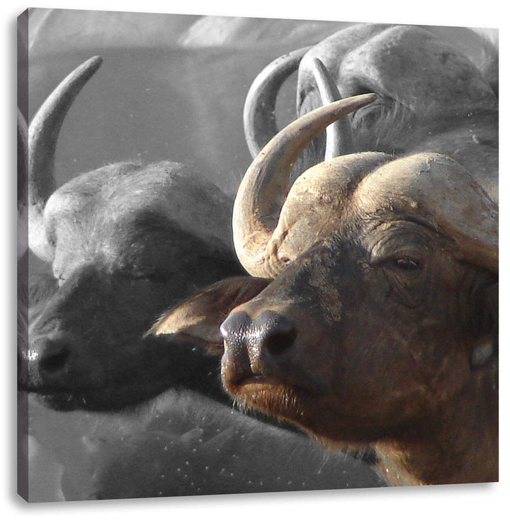 Pixxprint Wasserbüffel geniessen die Sonne als Leinwandbild Quadratisch/Grösse: 70x70 / Wandbild/Kun