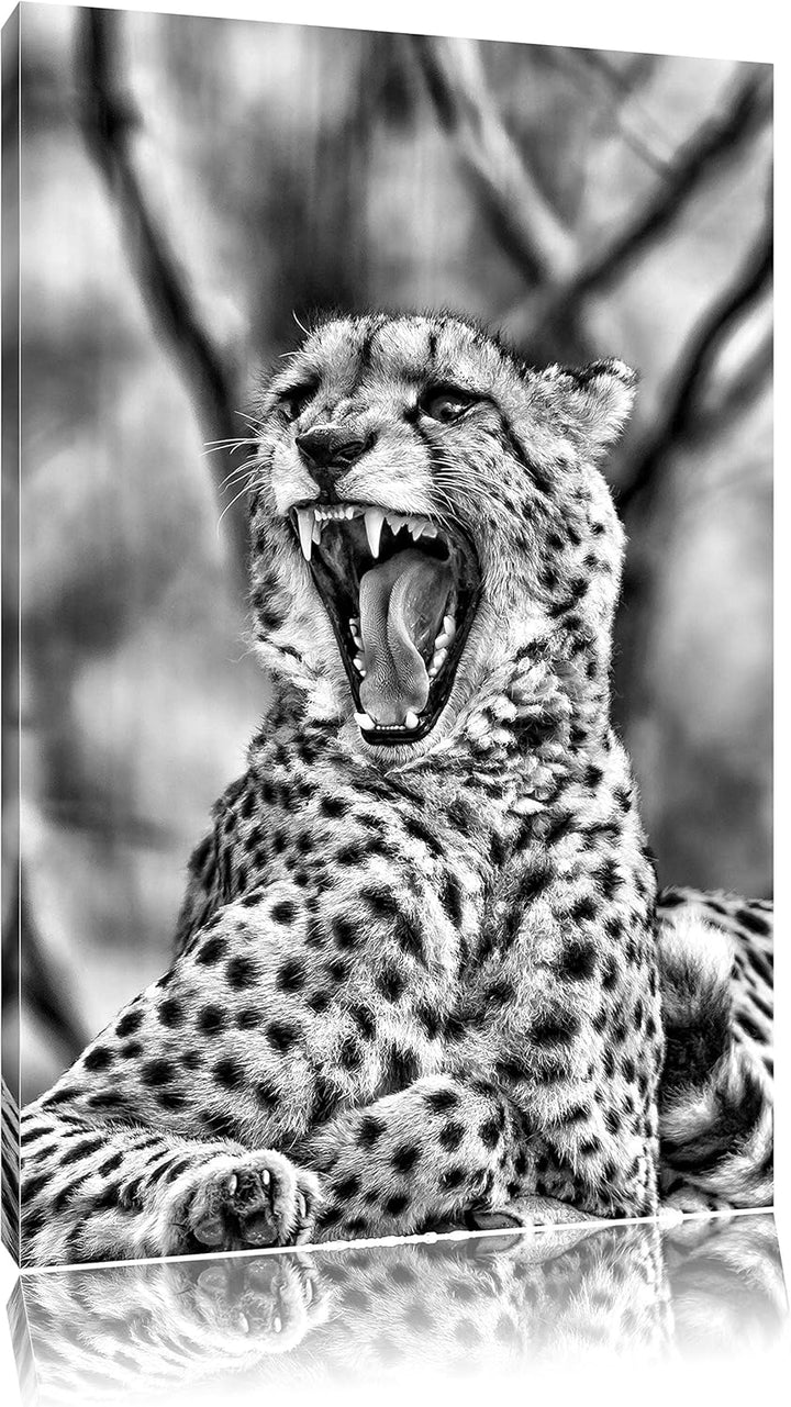 Monocrome, Gepard gähnt, Format: 100x70 auf Leinwand, XXL riesige Bilder fertig gerahmt mit Keilrahm