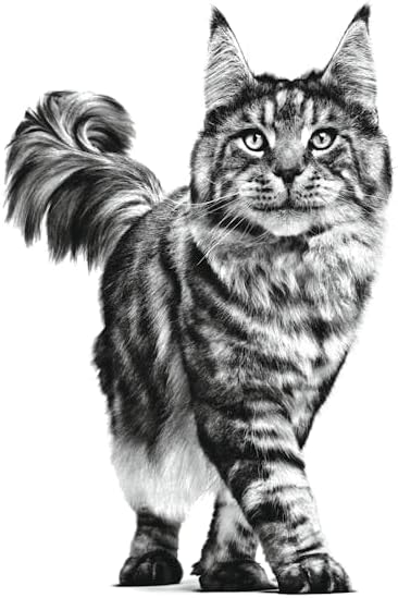 Royal Canin Veterinary Early Renal | 4er Pack | 4 x 12 x 85 g | Diät-Alleinfuttermittel für Katzen |