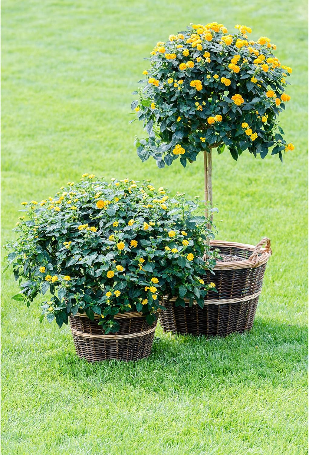 Dehner Weidenkorb, Höhe 35 cm, Ø 50 cm, Weidengeflecht