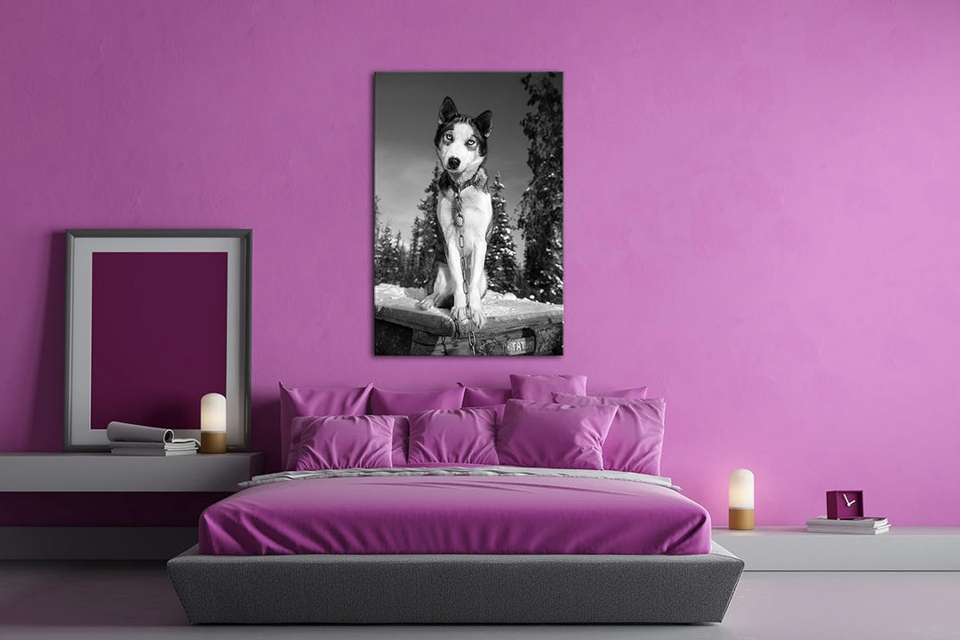 deyoli knuffiger Husky Effekt: Schwarz/Weiss Format: 80x60 als Leinwand, Motiv fertig gerahmt auf Ec