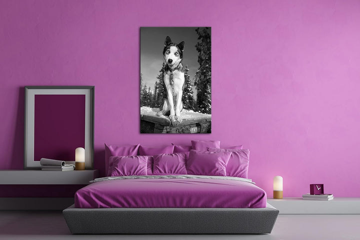 deyoli knuffiger Husky Effekt: Schwarz/Weiss Format: 80x60 als Leinwand, Motiv fertig gerahmt auf Ec