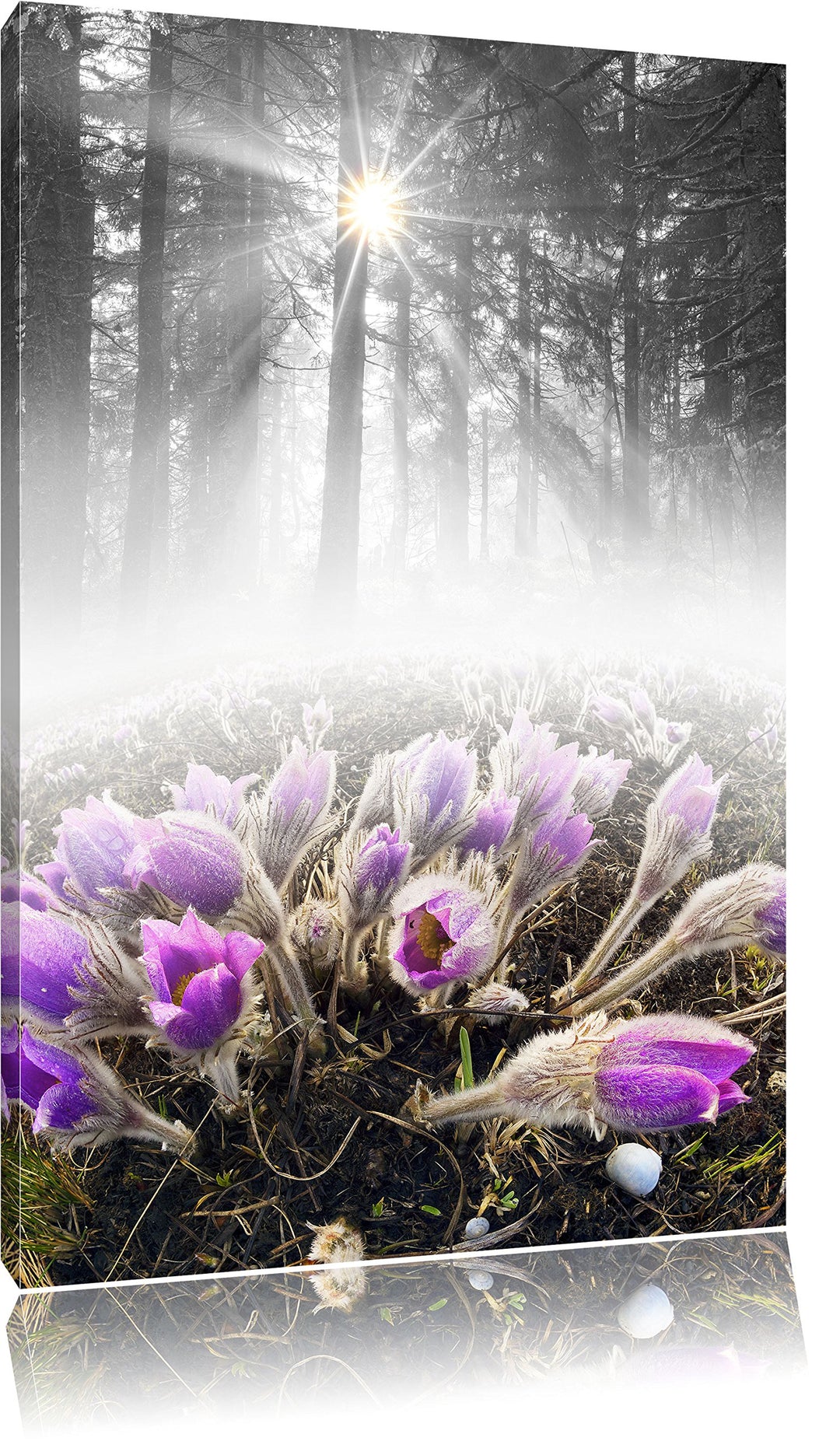 Pixxprint blühende lila Blumen im Wald B&W Detail, Format: 100x70 auf Leinwand, 100x70