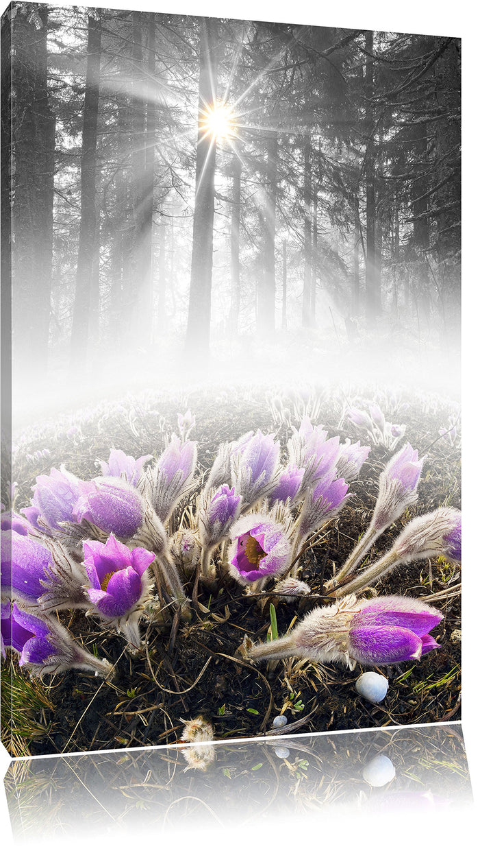 Pixxprint blühende lila Blumen im Wald B&W Detail, Format: 100x70 auf Leinwand, 100x70