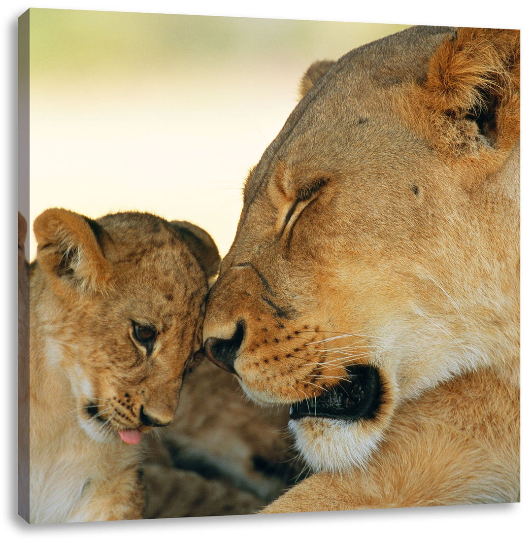 Pixxprint Löwenmutter schmusend mit Junges, Format: 70x70 auf Leinwand, 70x70