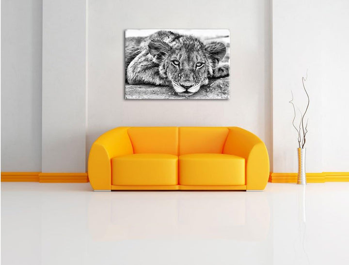 Pixxprint wachsamer junger Löwe / 100x70cm Leinwandbild bespannt auf Holzrahmen/Wandbild Kunstdruck