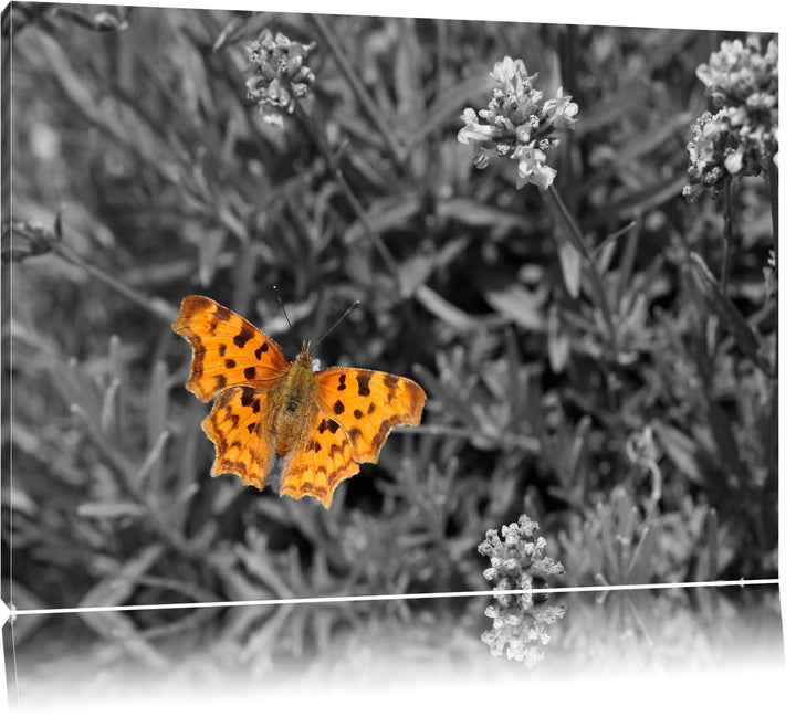 schöner Schmetterling auf Blumenwiese schwarz/weiss auf Leinwand, XXL riesige Bilder fertig gerahmt