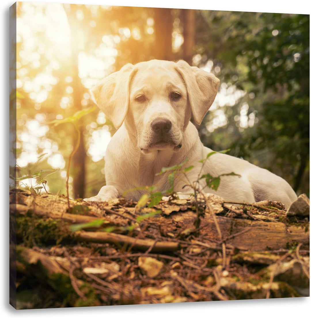 Pixxprint Hund im Wald bei Sonneuntergang als Leinwandbild/Grösse: 70x70 cm/Wandbild/Kunstdruck/fert
